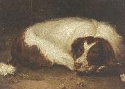 unknow artist, A sporting dog lying down